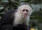 monkey club. (Monkeys only)