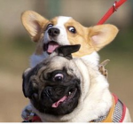 ||Pug & Corgi||