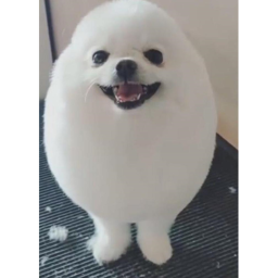 Survive Egg Dog