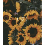 Sunshine_flowers