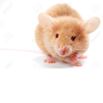 Rat_gang_lol