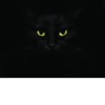 Black kat