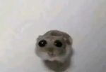 Goofy Obbyies