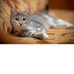 Cat_Grubu