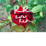 Rose’s Red