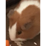 guinea pig obby fan club