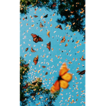 Butterfly Clothing! :D