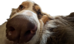 DogesareINSANE