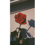 Roses in heaven