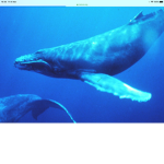The whale nation