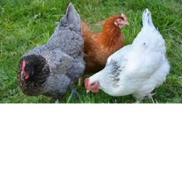 chicken tycoon ultra update