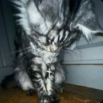 Y2MO
