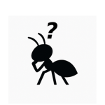Ant?