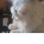 People that love cats
