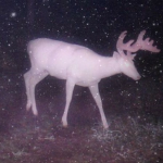 Deer Gardens