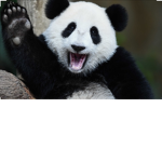 Panda_bears.