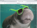 Manatee kings