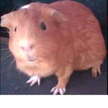 adopt and raise a baby and play an obby