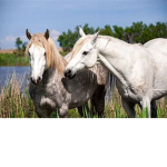 LaTeam horse