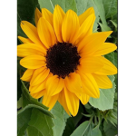 Sun flower squad
