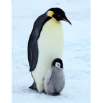 Penguins Fan