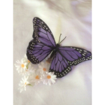 Nqomies butterfliezz