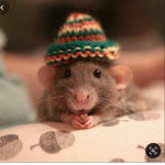 The true rat cult