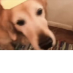 ButteryDogness