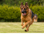 Rex the dog