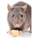 THE RATS:)