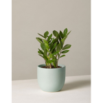 Plant buddy’s