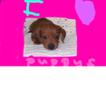 Hollys Puppy Squad!