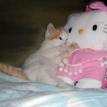 swaggy cats .
