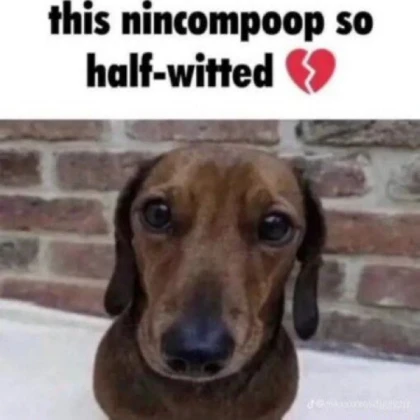 nincompoop