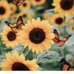 Xxsunflowers