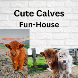 Cute Calves Fun-house!