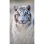 /\ Tigers <3 /\
