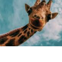 giraffe village (AKA HANGOUT)