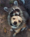 smilewithadog