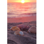 Aesthetic shells