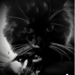 Kittysqaud_629