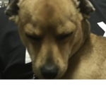 My dog .-.