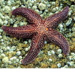 The SeaStar Fan group