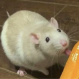 🐀