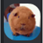 PMC "Army Guinea Pig"