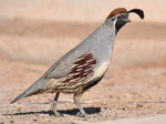 Quail Developments