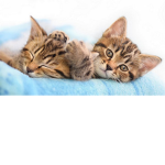Cats and Kittens