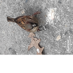 Robux Birb Gang