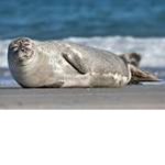 seal mafia team