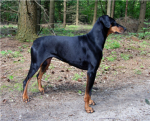 Dobermans